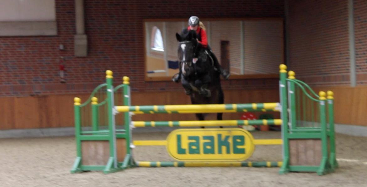 Hannoveraner Come Up 2 - Til banetræning på Bækgaarden billede 1