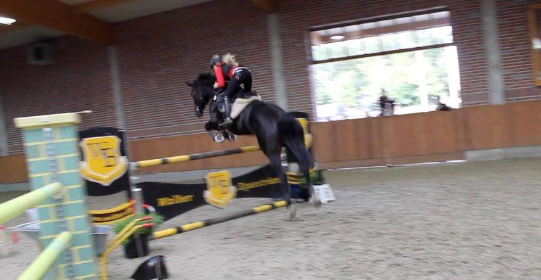 Hannoveraner Come Up 2 - Til banetræning på Bækgaarden billede 3