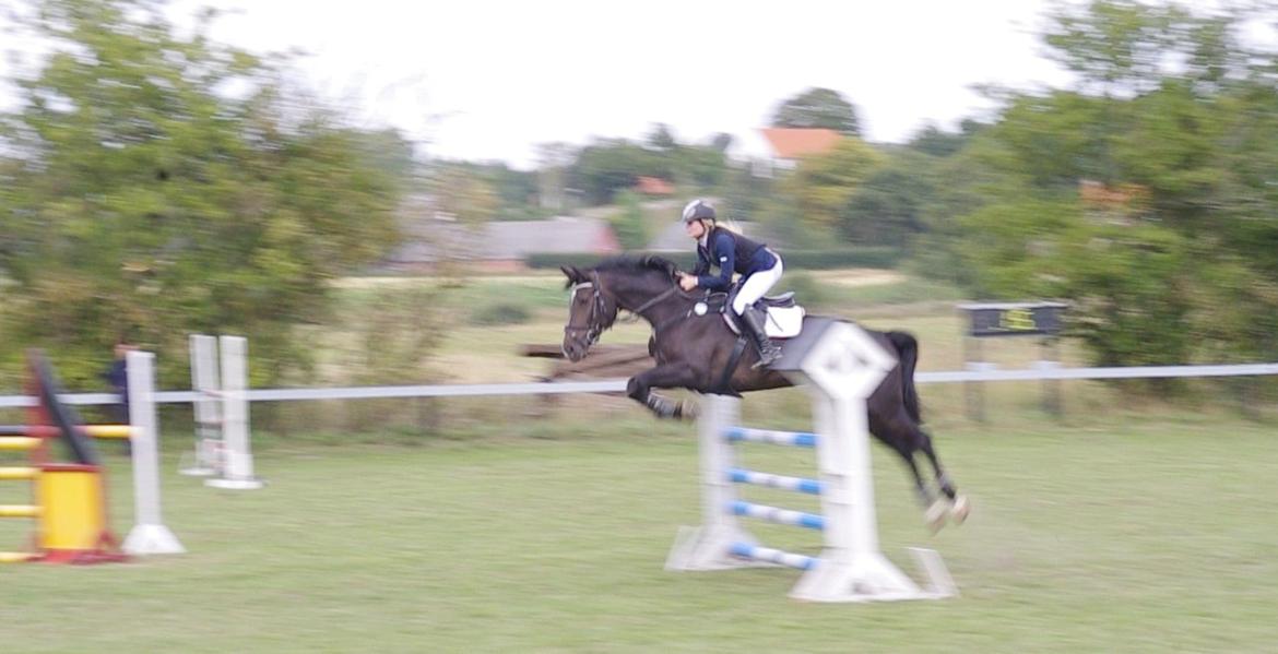 Hannoveraner Come Up 2 - LA** i Langå billede 7