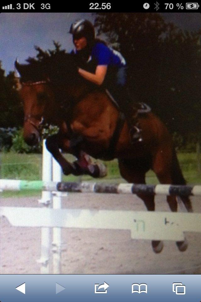 Svensk Varmblod A-tack (SWE) billede 5