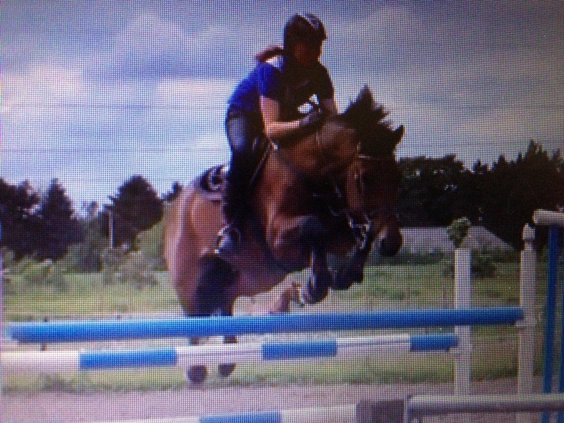 Svensk Varmblod A-tack (SWE) billede 6