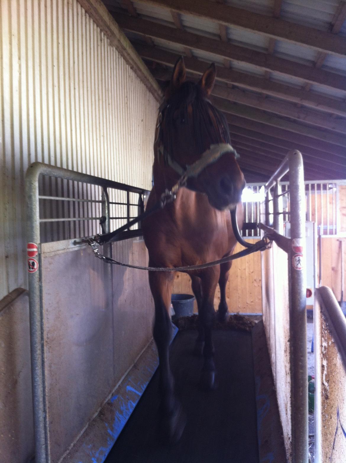 Svensk Varmblod A-tack (SWE) billede 7