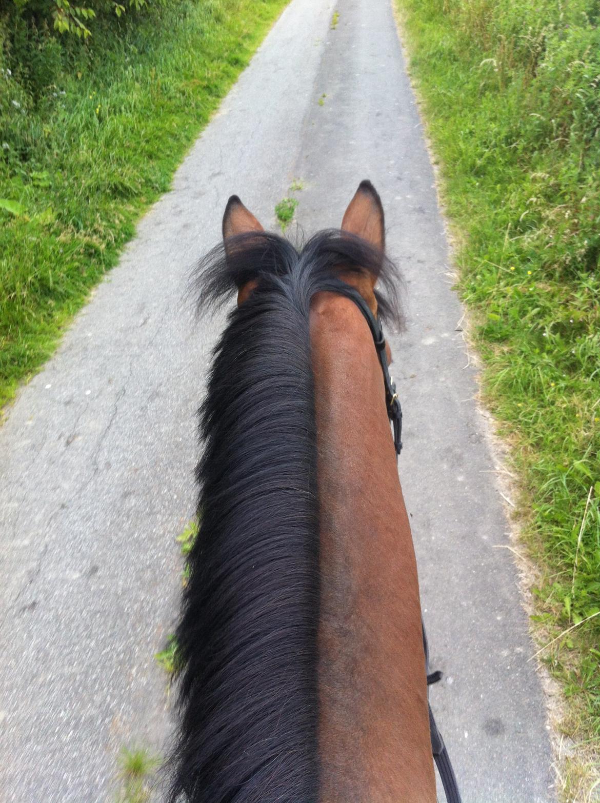 Svensk Varmblod A-tack (SWE) billede 8