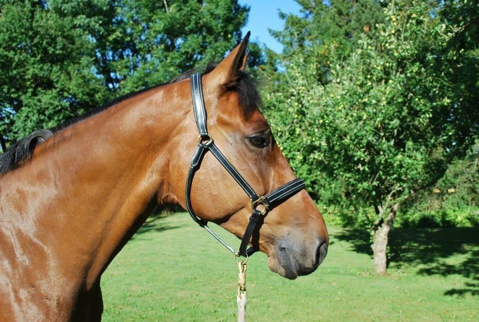 Svensk Varmblod A-tack (SWE) billede 9