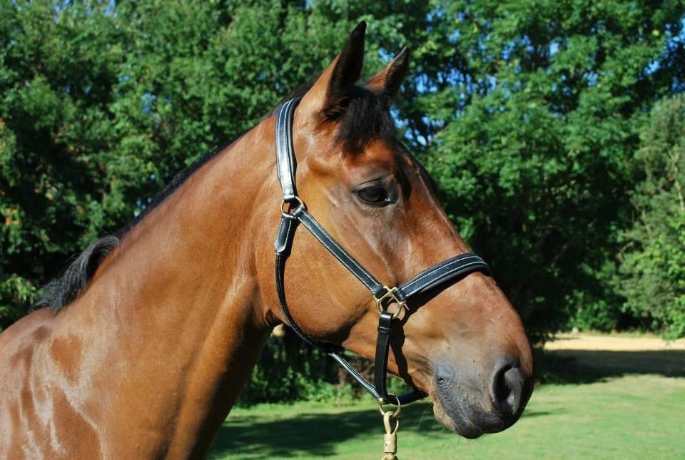 Svensk Varmblod A-tack (SWE) billede 10