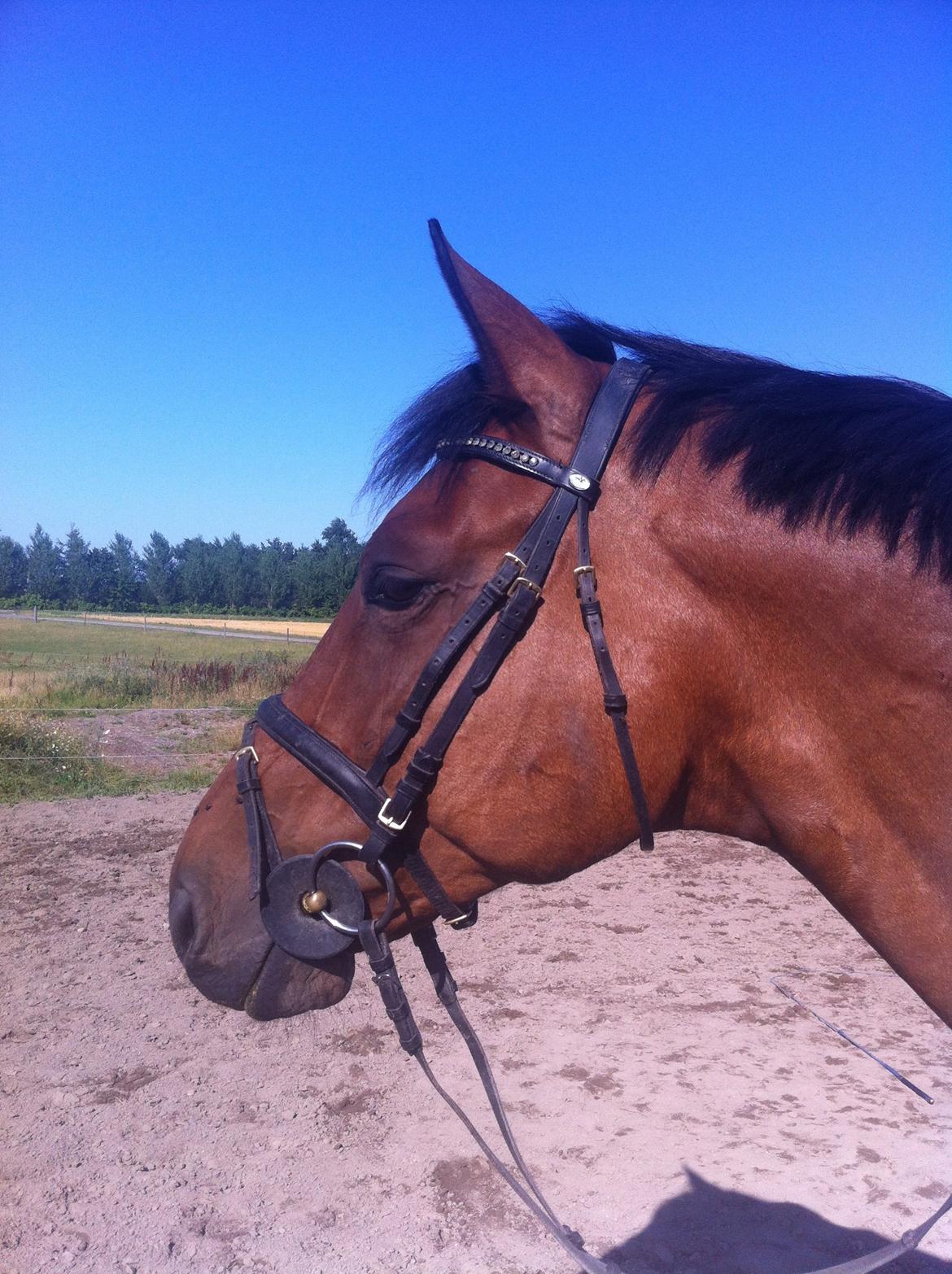 Svensk Varmblod A-tack (SWE) billede 11