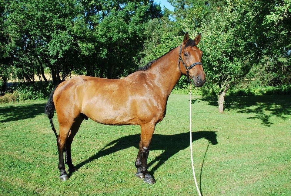 Svensk Varmblod A-tack (SWE) billede 12