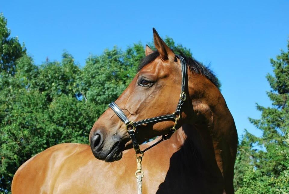 Svensk Varmblod A-tack (SWE) billede 13