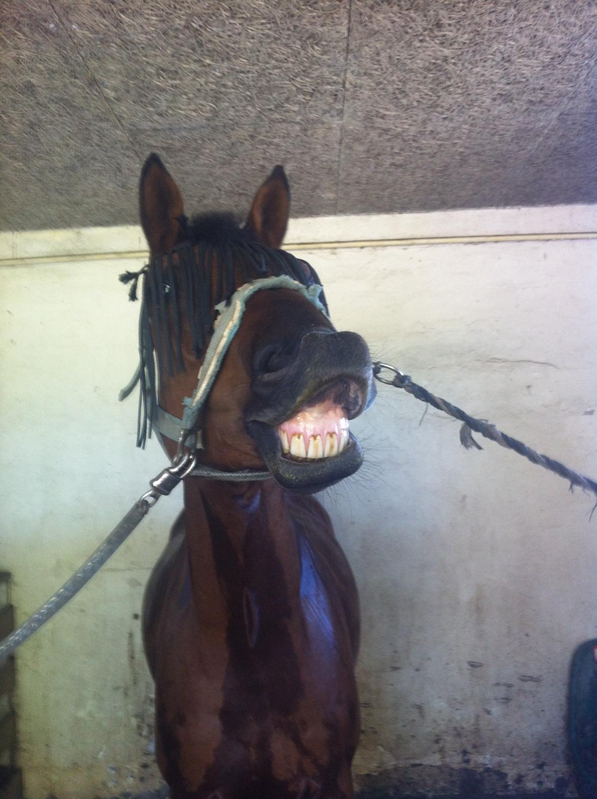 Svensk Varmblod A-tack (SWE) billede 15