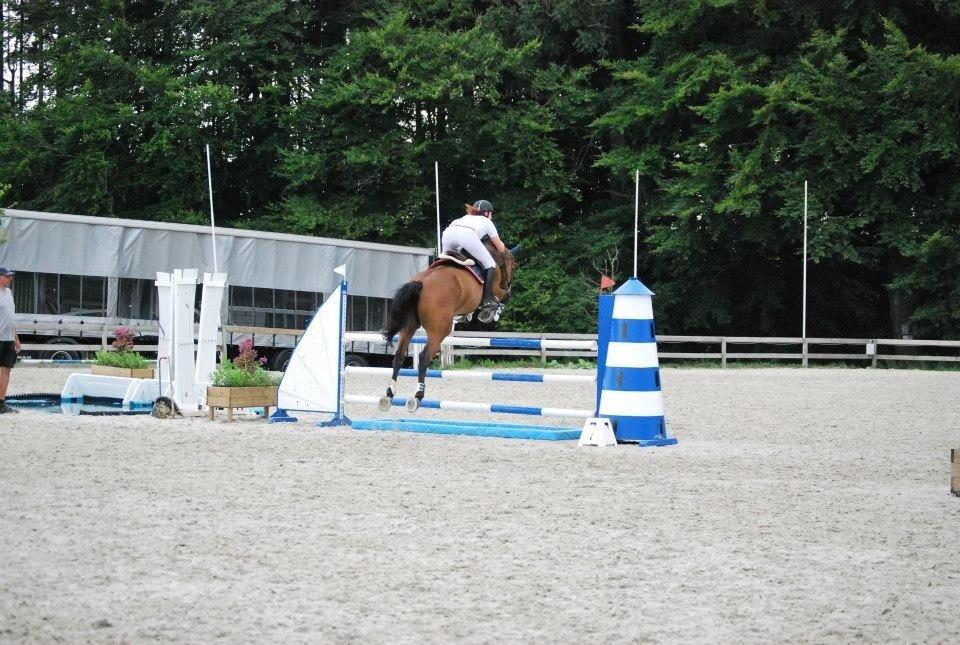 Svensk Varmblod A-tack (SWE) billede 16