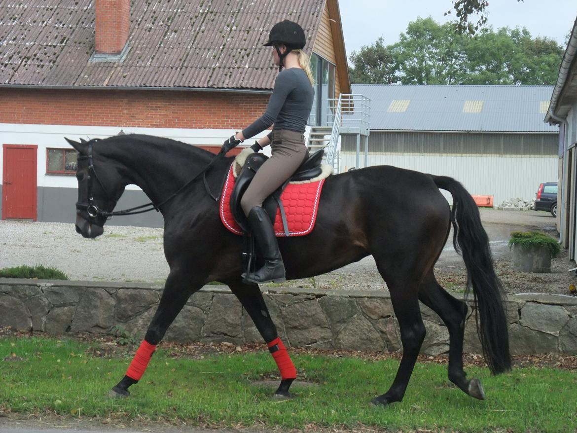 Dansk Varmblod La Felia Graciuex - Damen i fuld format. :) billede 2