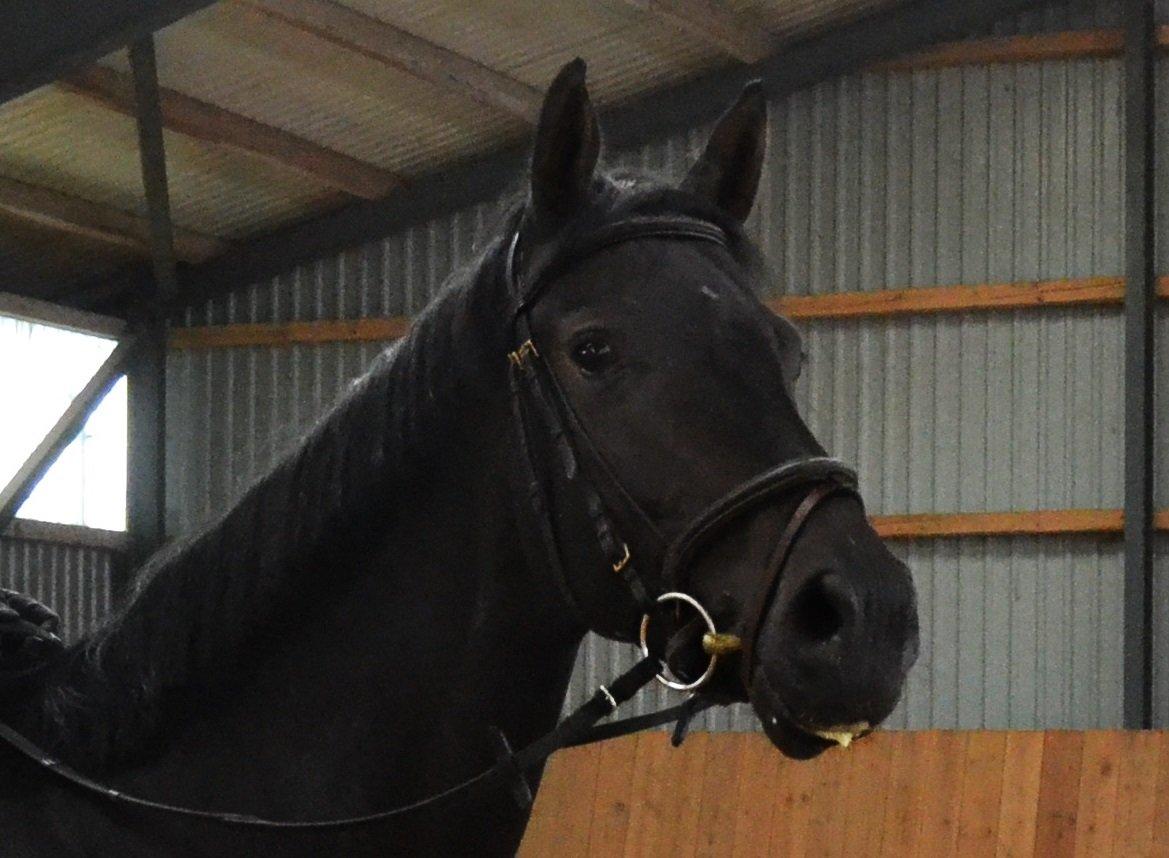 Dansk Varmblod La Felia Graciuex - Tak for kigget. Nye billeder kommer snart. ;)  billede 6