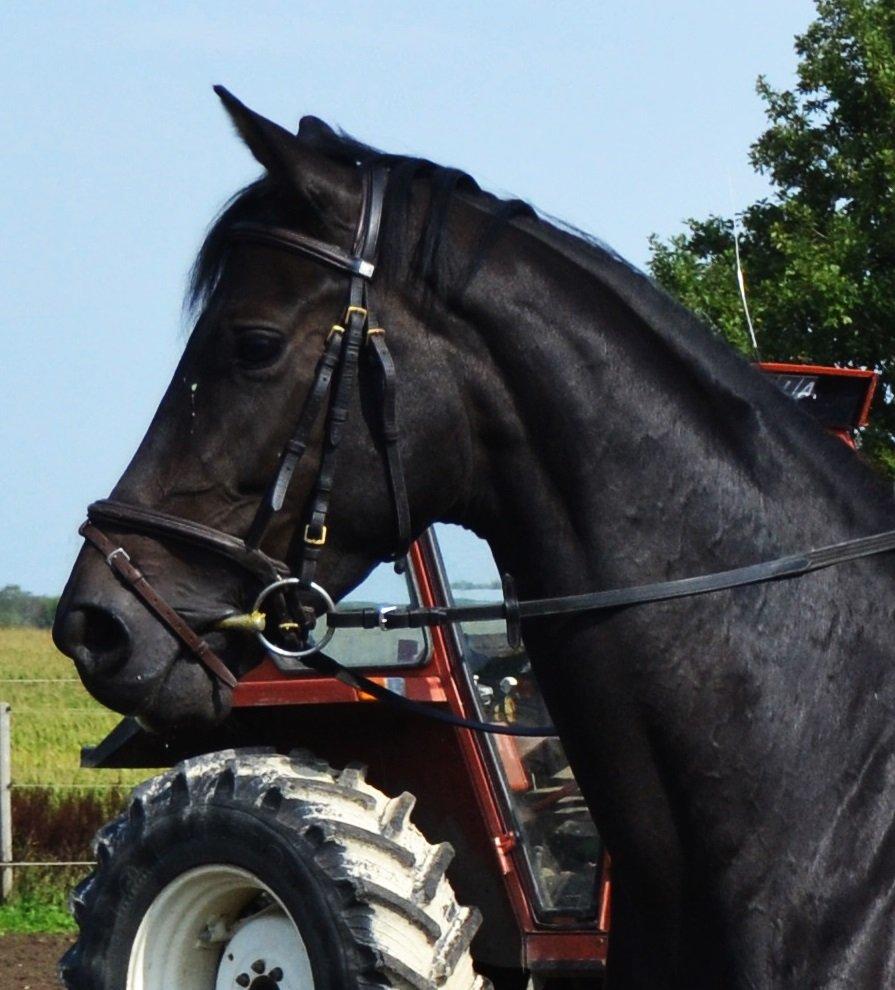 Dansk Varmblod La Felia Graciuex - Velkommen til Felias profil. :) billede 1
