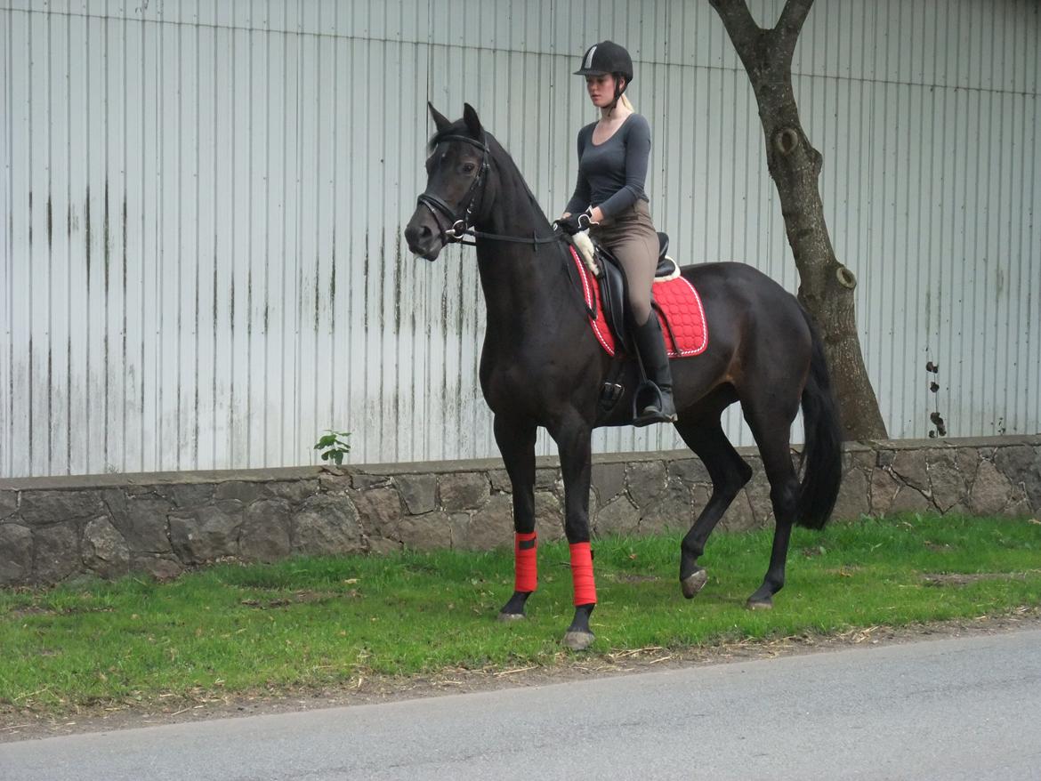 Dansk Varmblod La Felia Graciuex - hun så noget spændende. :)  billede 4