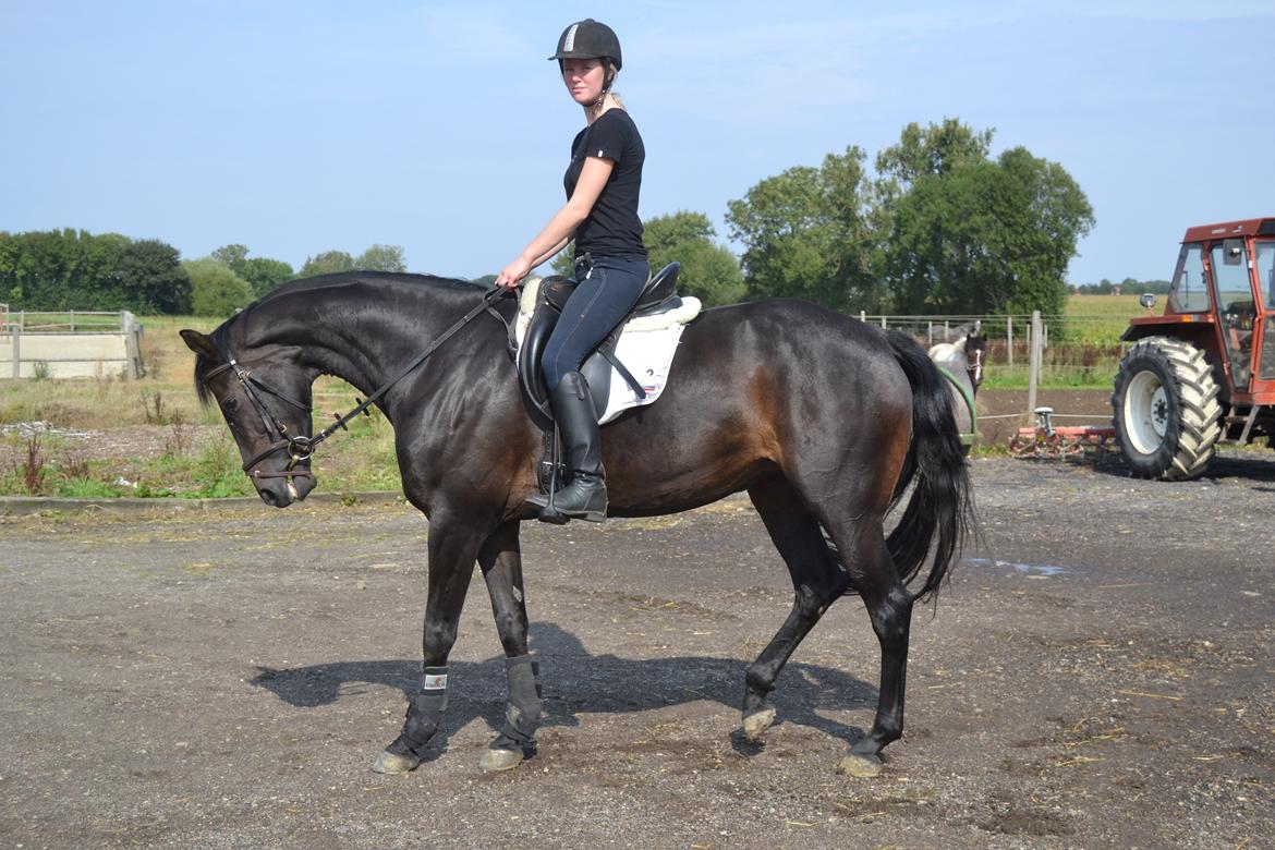 Dansk Varmblod La Felia Graciuex billede 5