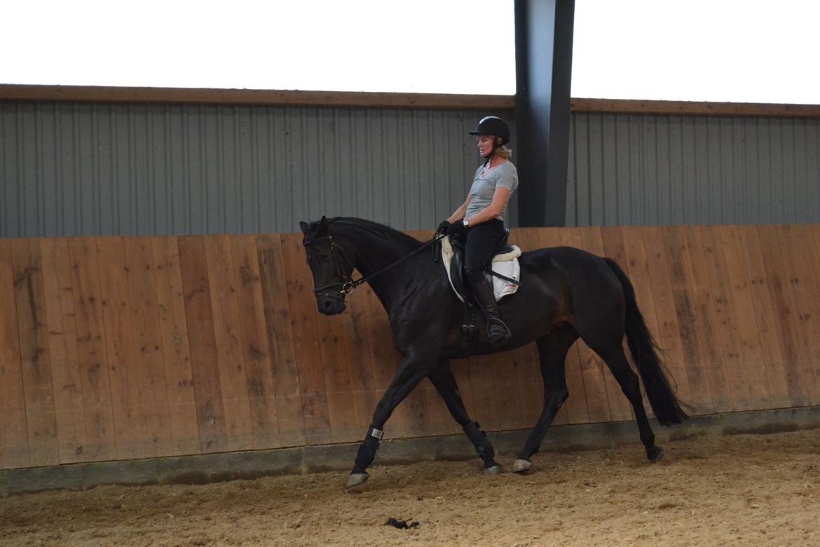 Dansk Varmblod La Felia Graciuex - Mor kan stadigvæk ride. :)  billede 3