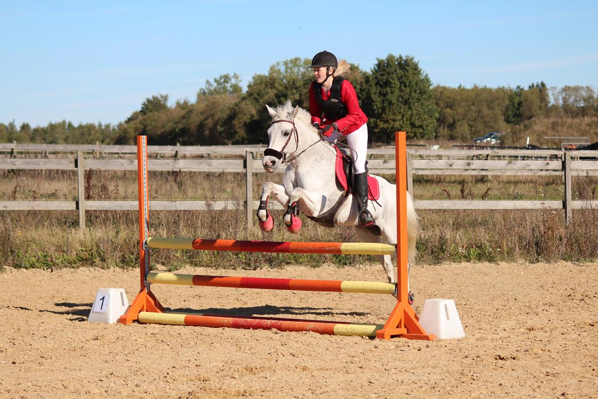 DSP Præstemarkens Mahogni |Honey| - LB på HHR :)  billede 29