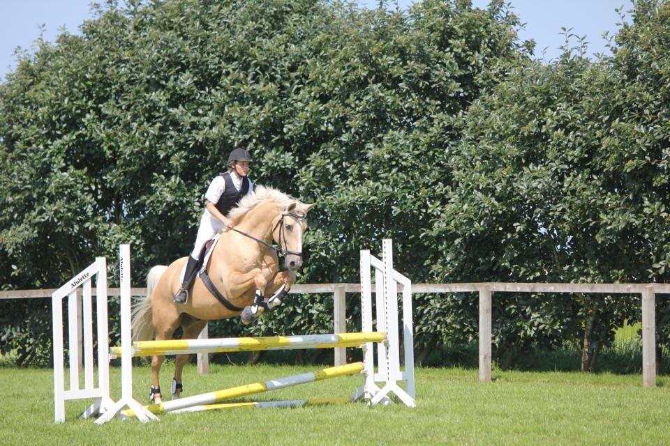 Palomino Marielunds gold melodyboy - LE springning. August 2013 billede 21