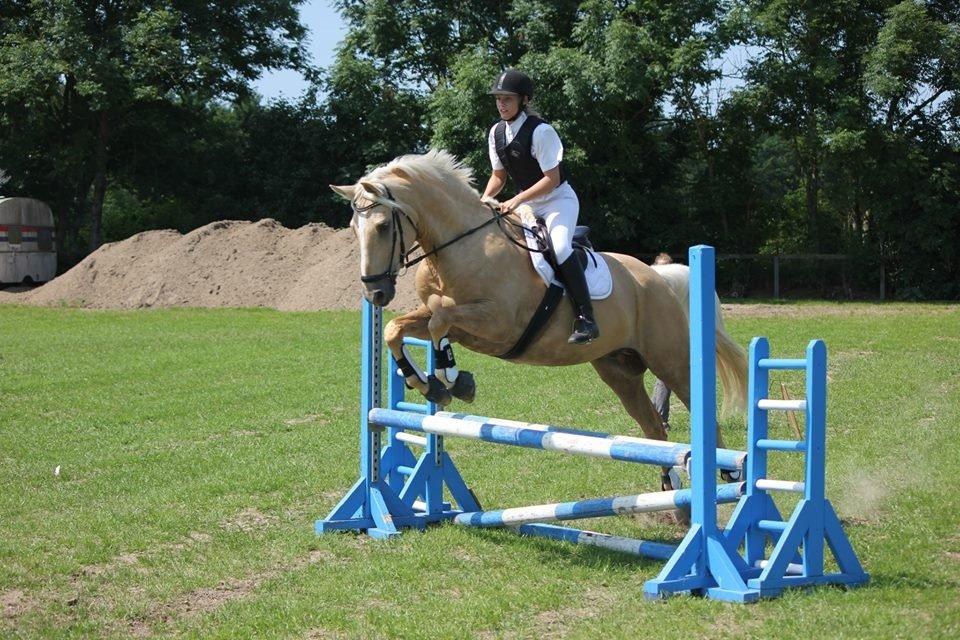 Palomino Marielunds gold melodyboy - LE springning på Højmegård. Aug. 2013 billede 22