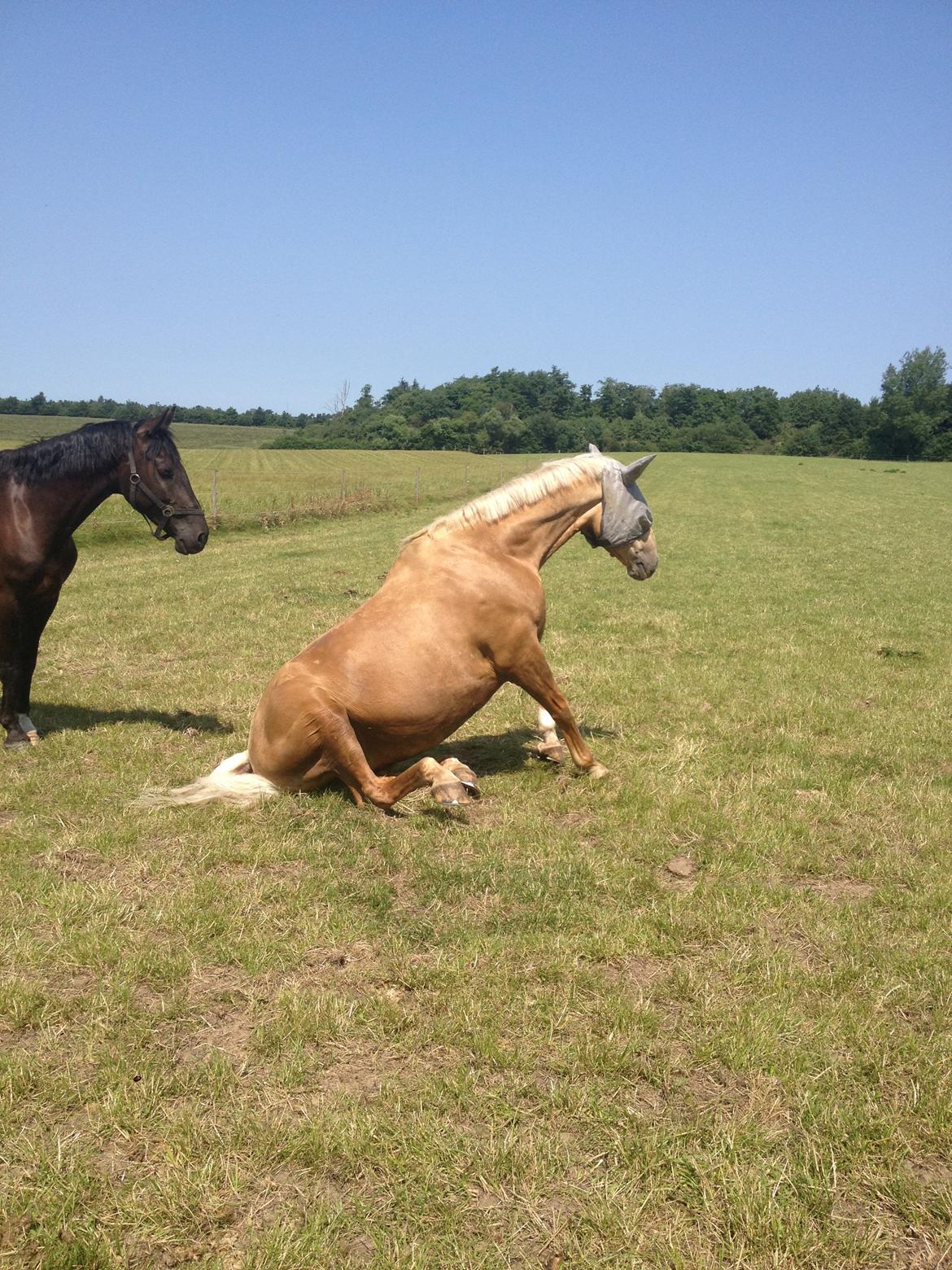 Palomino Marielunds gold melodyboy - Hygge på folden <3  billede 25