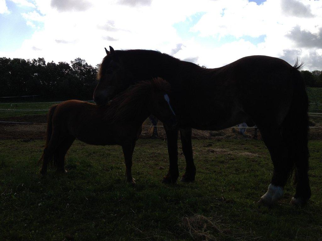 Shetlænder Mona - Mona og bedste ven - gamle Lukas billede 8