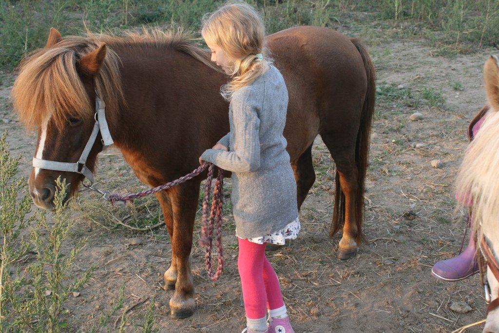 Shetlænder Mona - Så bliver der forhandlet om ruten... billede 9
