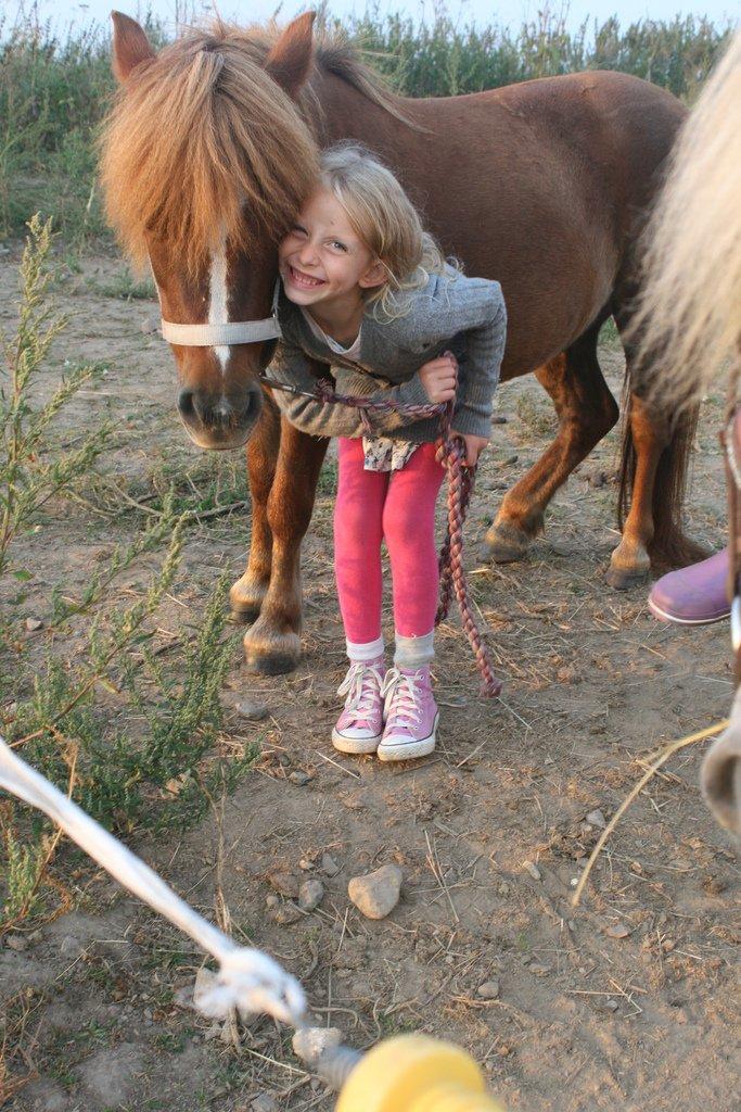 Shetlænder Mona - Gode venner billede 2