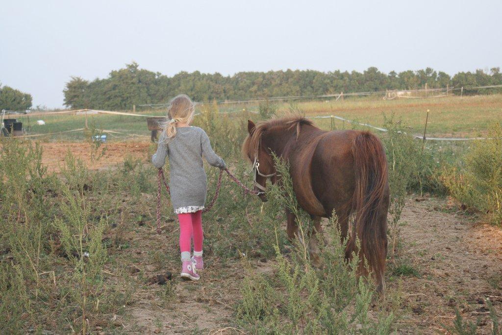 Shetlænder Mona - Så skal du på fold billede 10