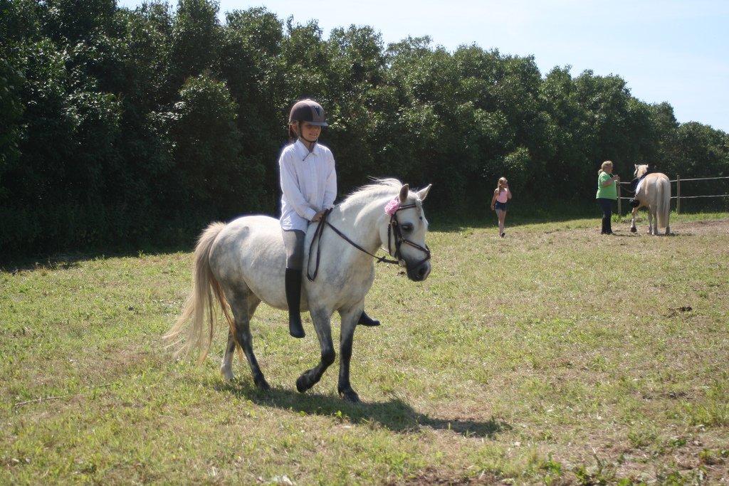 Welsh Mountain (sec A) Cirkus, født 14. juni - Opvarmning til Ringrider stævnet billede 16