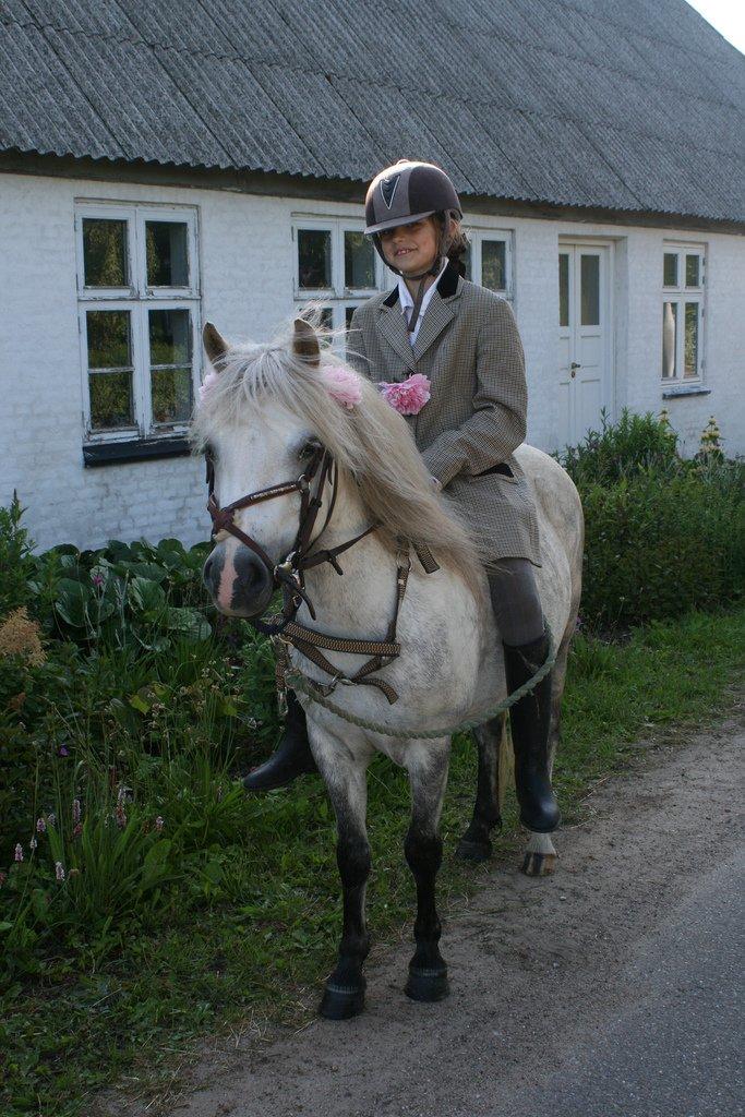 Welsh Mountain (sec A) Cirkus, født 14. juni billede 17