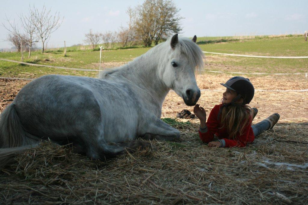 Welsh Mountain (sec A) Cirkus, født 14. juni - Lykken er..... billede 2