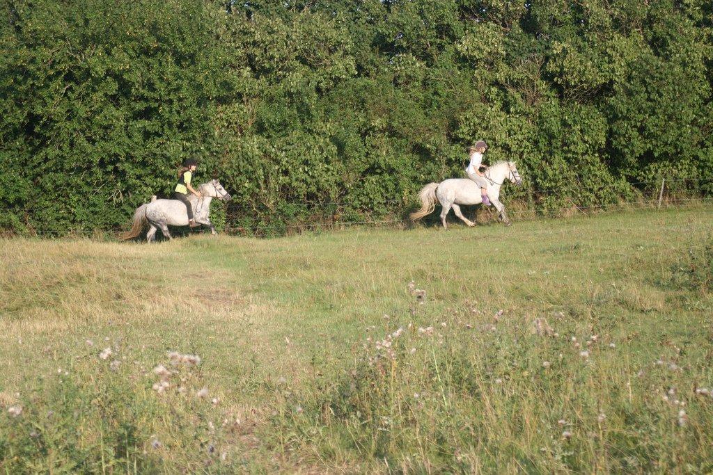 Welsh Mountain (sec A) Ailani Abildgrå - Ailani og helsøster Cirkus. Ejerne der rider er også søstre. billede 4