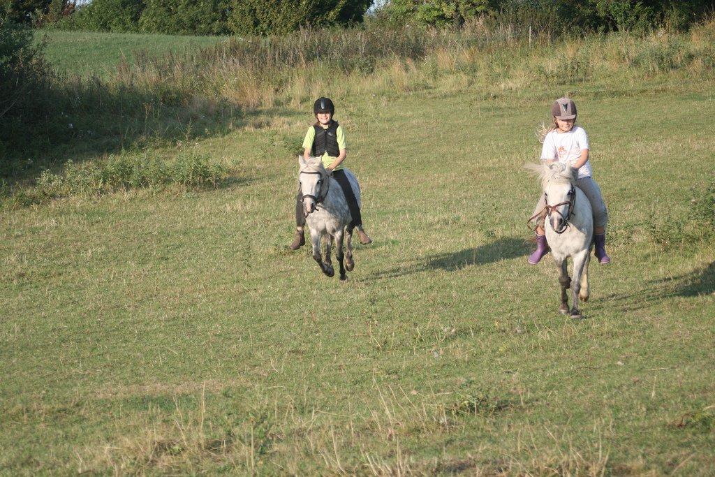 Welsh Mountain (sec A) Ailani Abildgrå - Sommer Sol og Galop billede 5