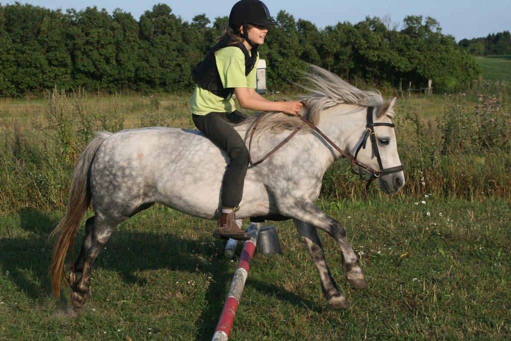 Welsh Mountain (sec A) Ailani Abildgrå - Ailani er blevet helt god til spring med al den træning billede 6