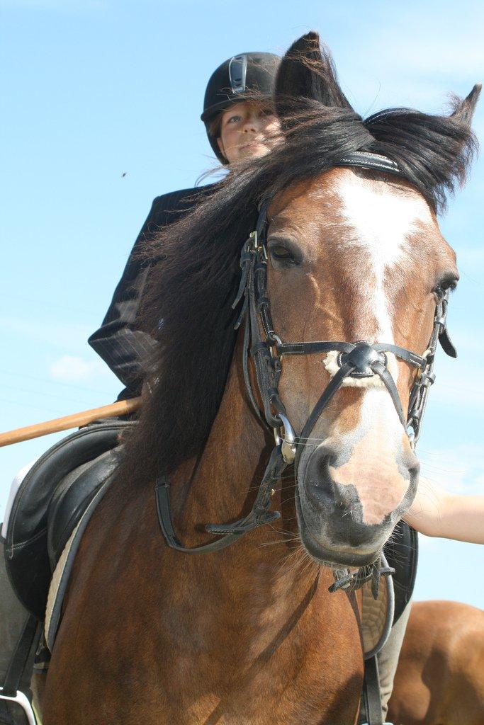 New Forest La Fayette Skovly billede 12