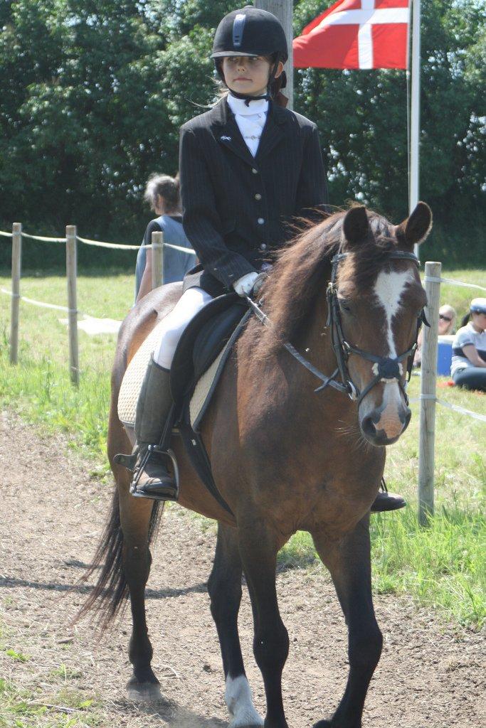 New Forest La Fayette Skovly - Opvarmning til Ringridderstævne billede 13