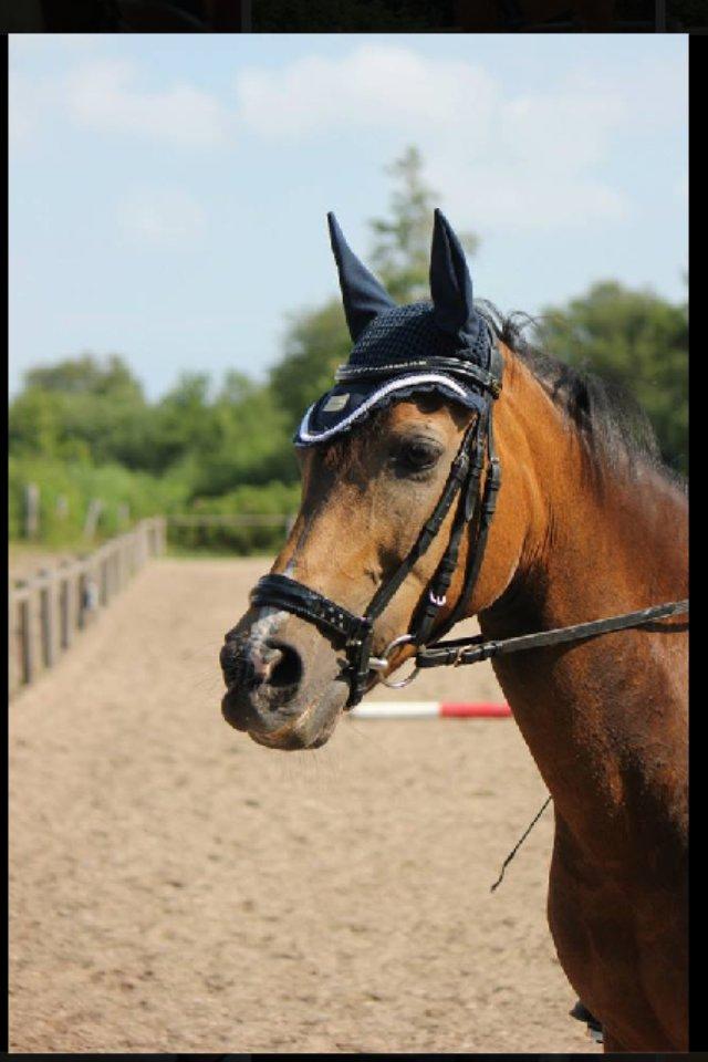 New Forest Orchid's Sheila B-pony billede 15