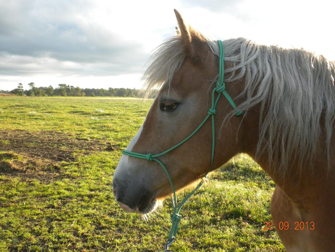 Haflinger Alexandra billede 3