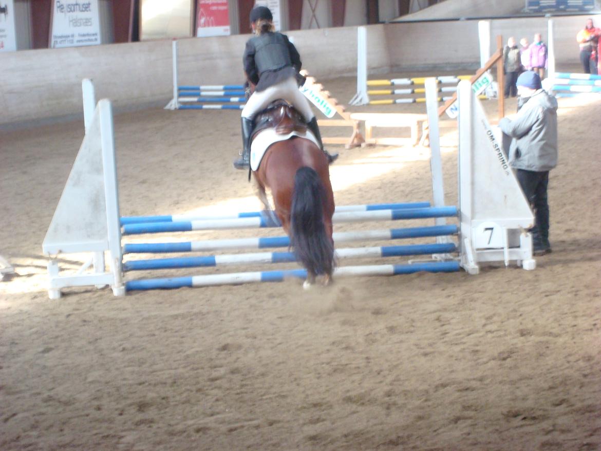 Anden særlig race Midnight billede 5