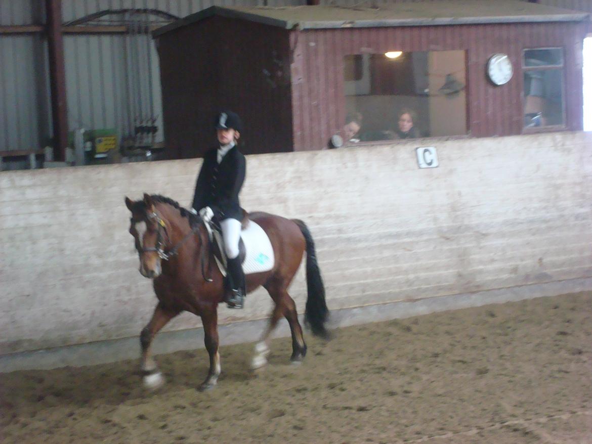 Anden særlig race Midnight billede 6