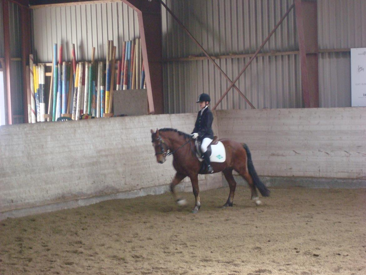 Anden særlig race Midnight billede 7