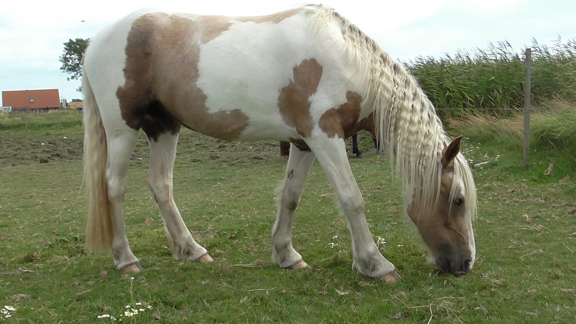 Irish Cob Crossbreed Ryttergaarden's Jiya (tidl. Tøsen) - Ankommet til Kalø 5. August 2013 billede 11