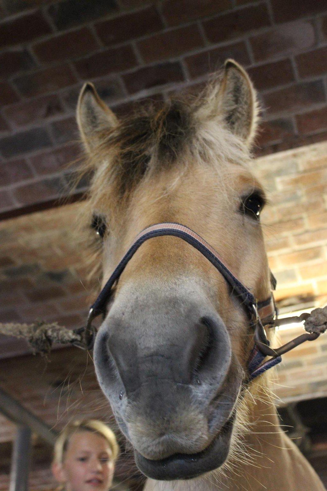 Fjordhest Fjolle [tidl. redet] billede 11