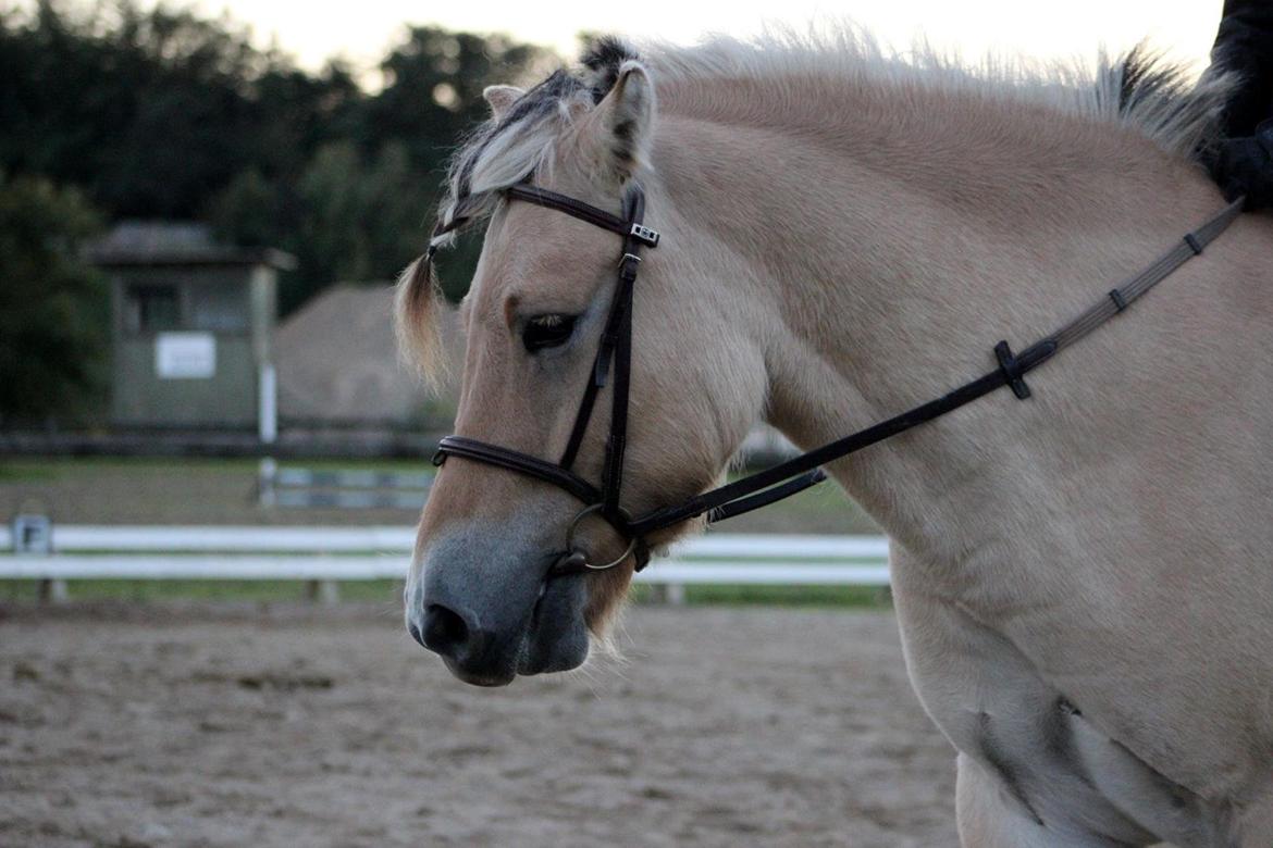 Fjordhest Fjolle [tidl. redet] billede 2