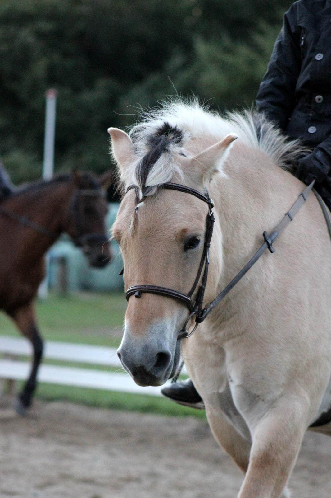 Fjordhest Fjolle [tidl. redet] billede 7