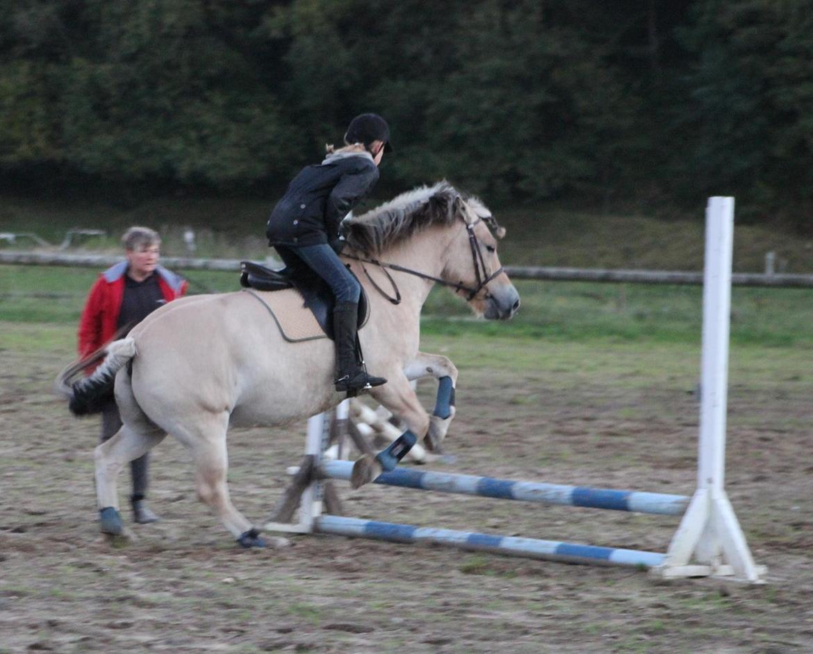 Fjordhest Fjolle [tidl. redet] billede 19