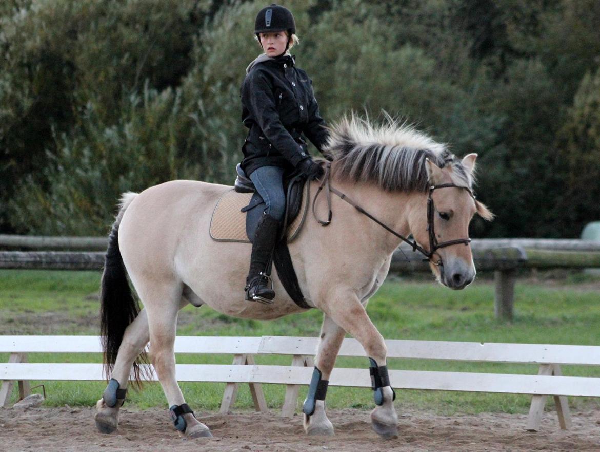 Fjordhest Fjolle [tidl. redet] - Det kan godt være jeg ser dum ud, men lækker pony billede 14