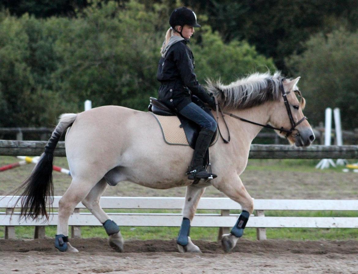 Fjordhest Fjolle [tidl. redet] billede 9