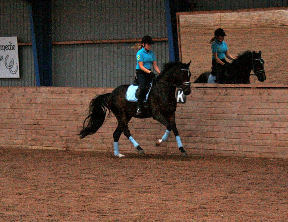 Dansk Varmblod Di Gio billede 3