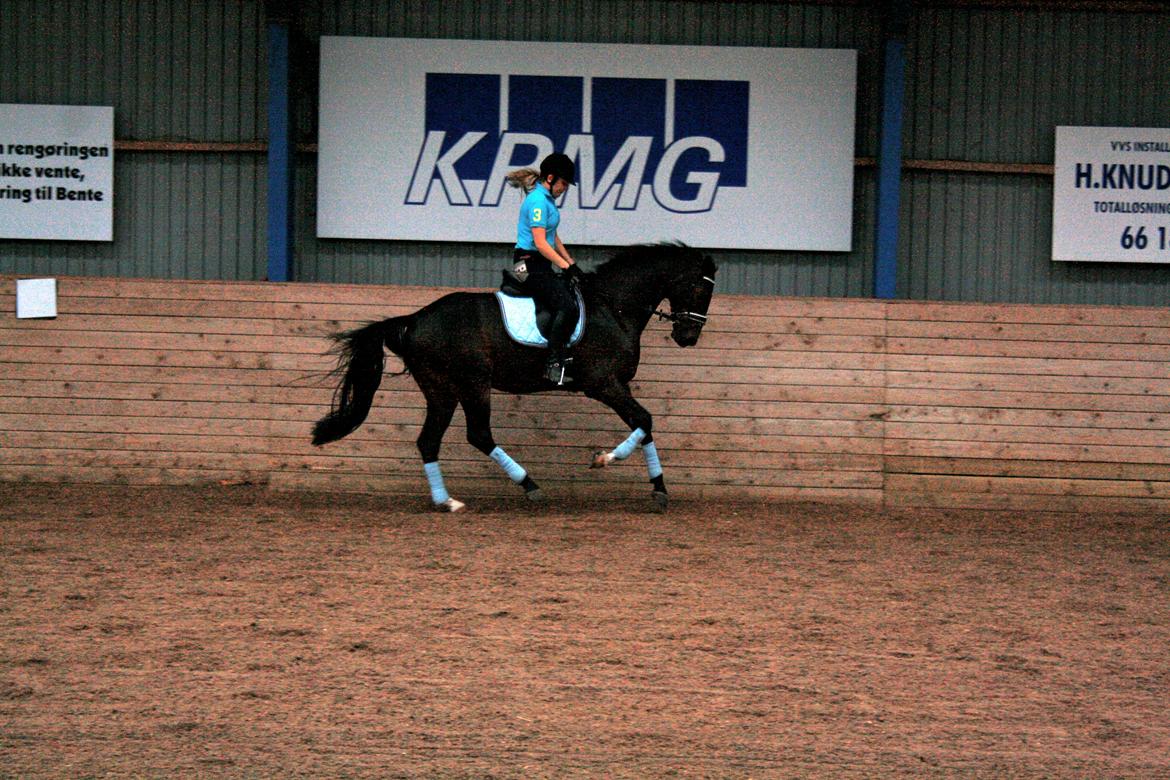 Dansk Varmblod Di Gio billede 4